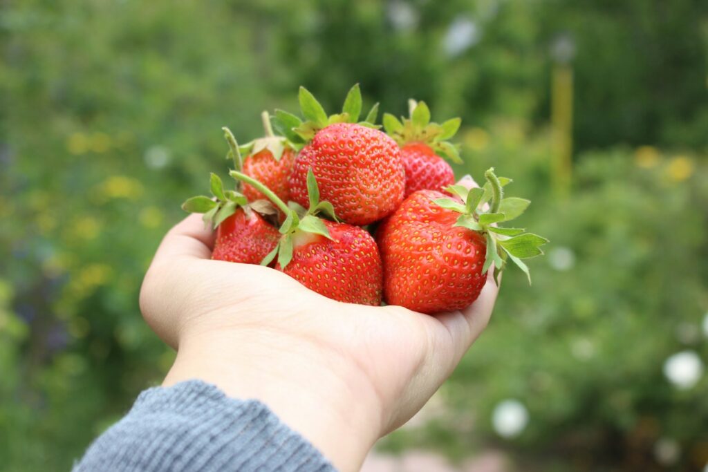 A person holding a bunch of strawberries in their hand