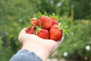 A person holding a bunch of strawberries in their hand